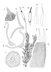 Barbula. A–L: B. unguiculata. A, habit with capsule, moist. B, capsule with peristome. C–E, leaf cross-sections. F–I, stem leaves. J, leaf apex, adaxial view. K, lower laminal cells at transition to mid lamina, margin on right. L, stem cross-section. A–B drawn from J.T. Linzey 621, CHR 568278; C–L drawn from J.E. Beever 77-72b, AK 289736.
 Image: R.D. Seppelt © R.D.Seppelt All rights reserved